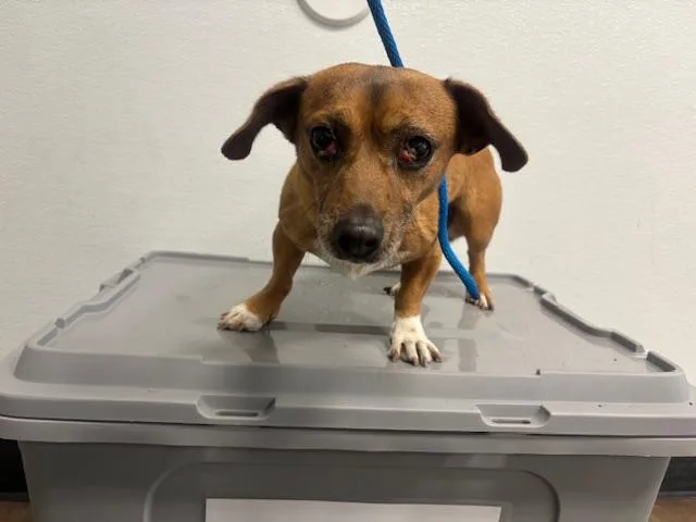 An adult small-sized male Chihuahua dog named Wichito for adoption in Van Nuys, CA