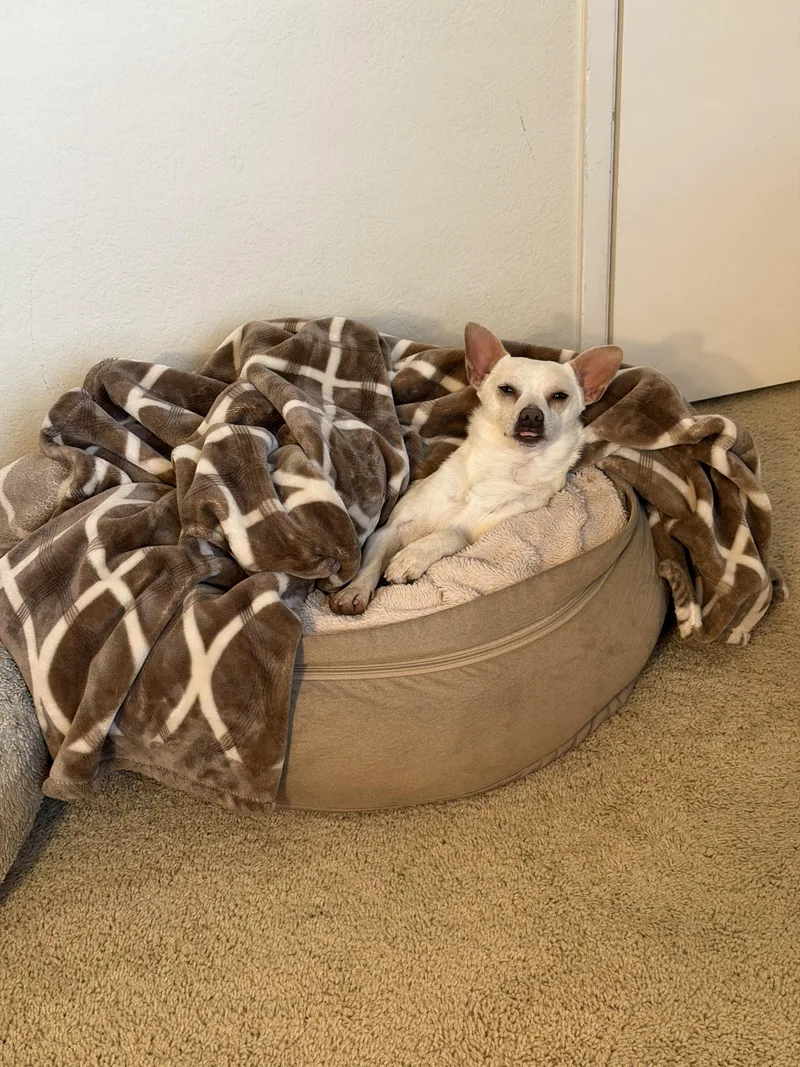A young small-sized male White / Cream Chihuahua dog named Tank for adoption in Lakeport, CA