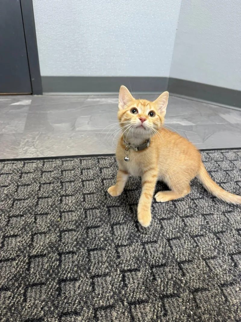 A young medium-sized male Tabby (Orange / Red) Domestic Short Hair cat named Prince Sparkle for adoption in Clinton, IL
