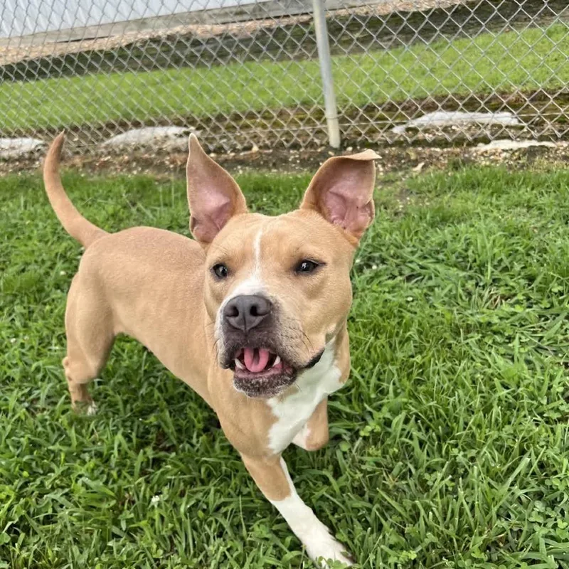 An adult medium-sized female Yellow / Tan / Blond / Fawn Mixed Breed dog named Pop Tart for adoption in Blairsville, GA