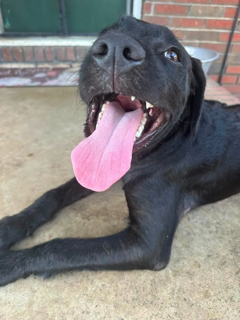 A baby medium-sized male Mixed Breed dog named Charlie Jake for adoption in Fond Du Lac, WI