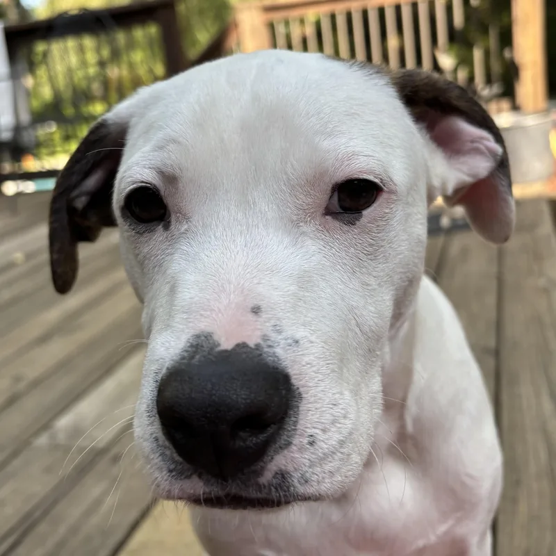 A baby medium-sized male White / Cream Pit Bull Terrier dog named Runner's High for adoption in Columbia, SC