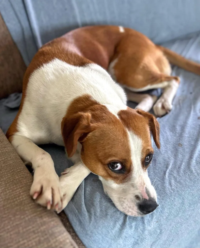 A young medium-sized female Red / Chestnut / Orange Beagle dog named Chicky for adoption in Gulfport, MS