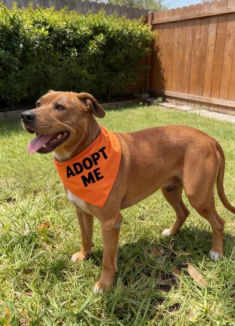 A young medium-sized male Golden Staffordshire Bull Terrier dog named Buster Keaton for adoption in Houston, TX