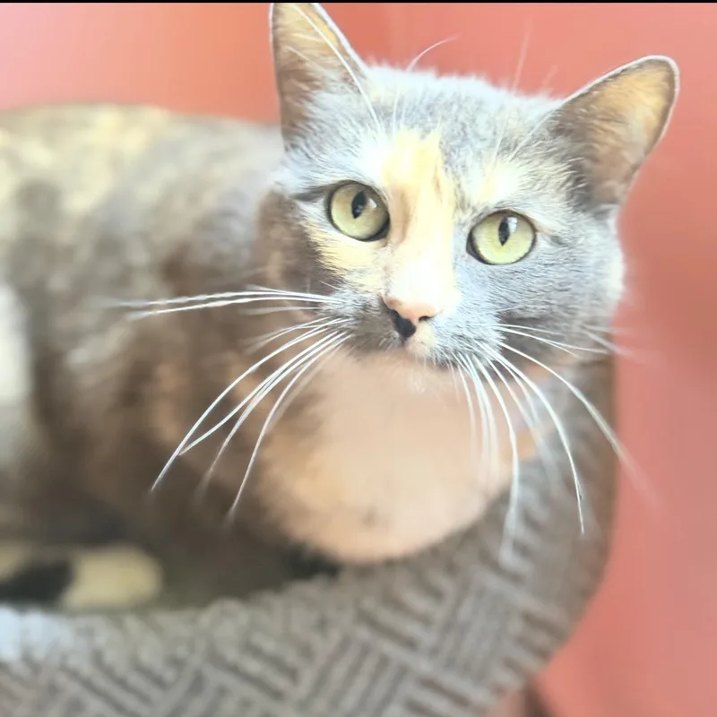 An adult small-sized female Calico cat named Agatha for adoption in Riverside, CA