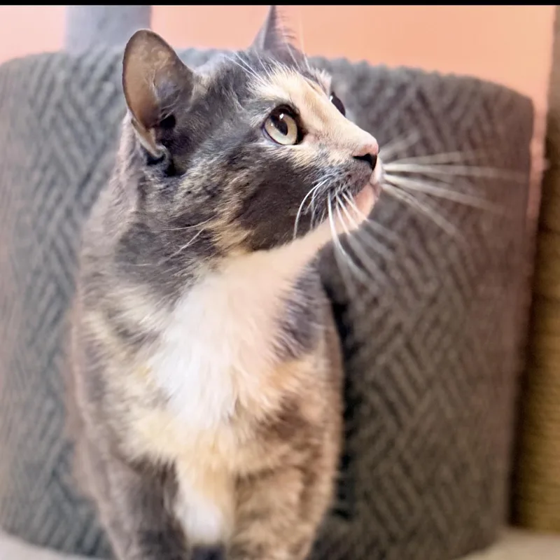 Agatha thumbnail 3