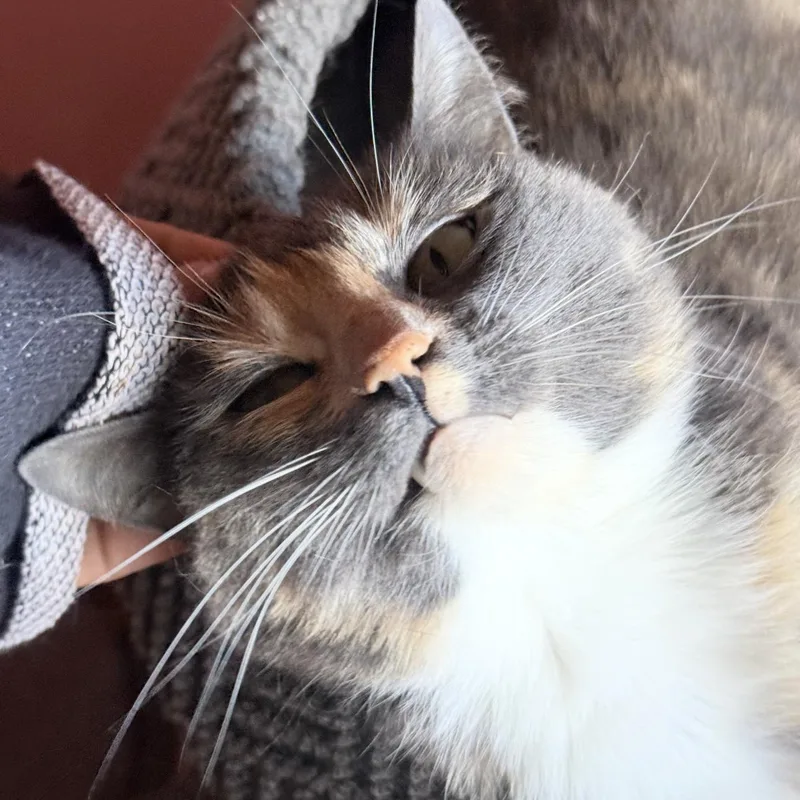 Agatha thumbnail 5
