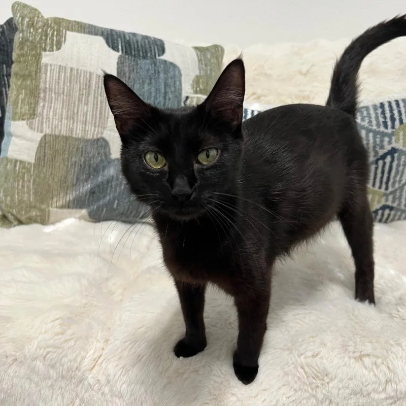 A young medium-sized female Black Domestic Short Hair cat named Nyx for adoption in Houston, TX