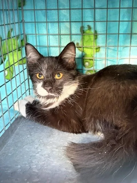 A baby medium-sized female Domestic Short Hair cat named Tallulah Rue for adoption in West Valley City, UT