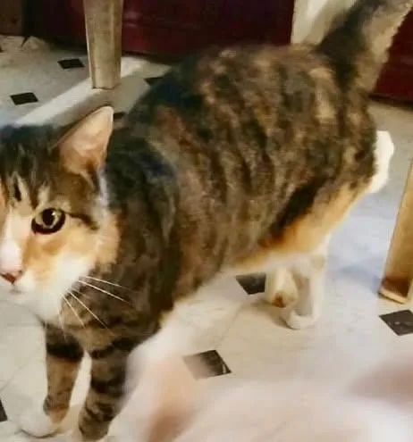 An adult medium-sized male Tabby (Gray / Blue / Silver) Tiger cat named Nubby for adoption in Raleigh, NC
