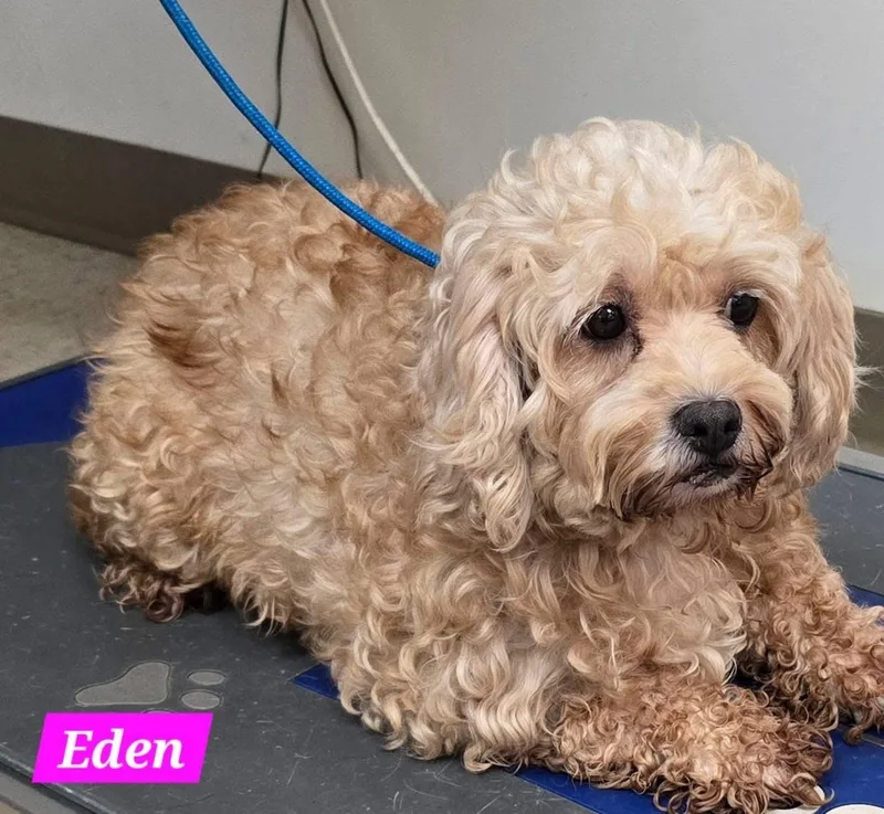 An adult small-sized female Yellow / Tan / Blond / Fawn Cavapoo dog named Eden for adoption in St. Clairsville, OH