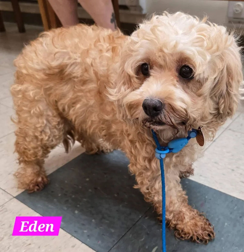 Eden thumbnail 2