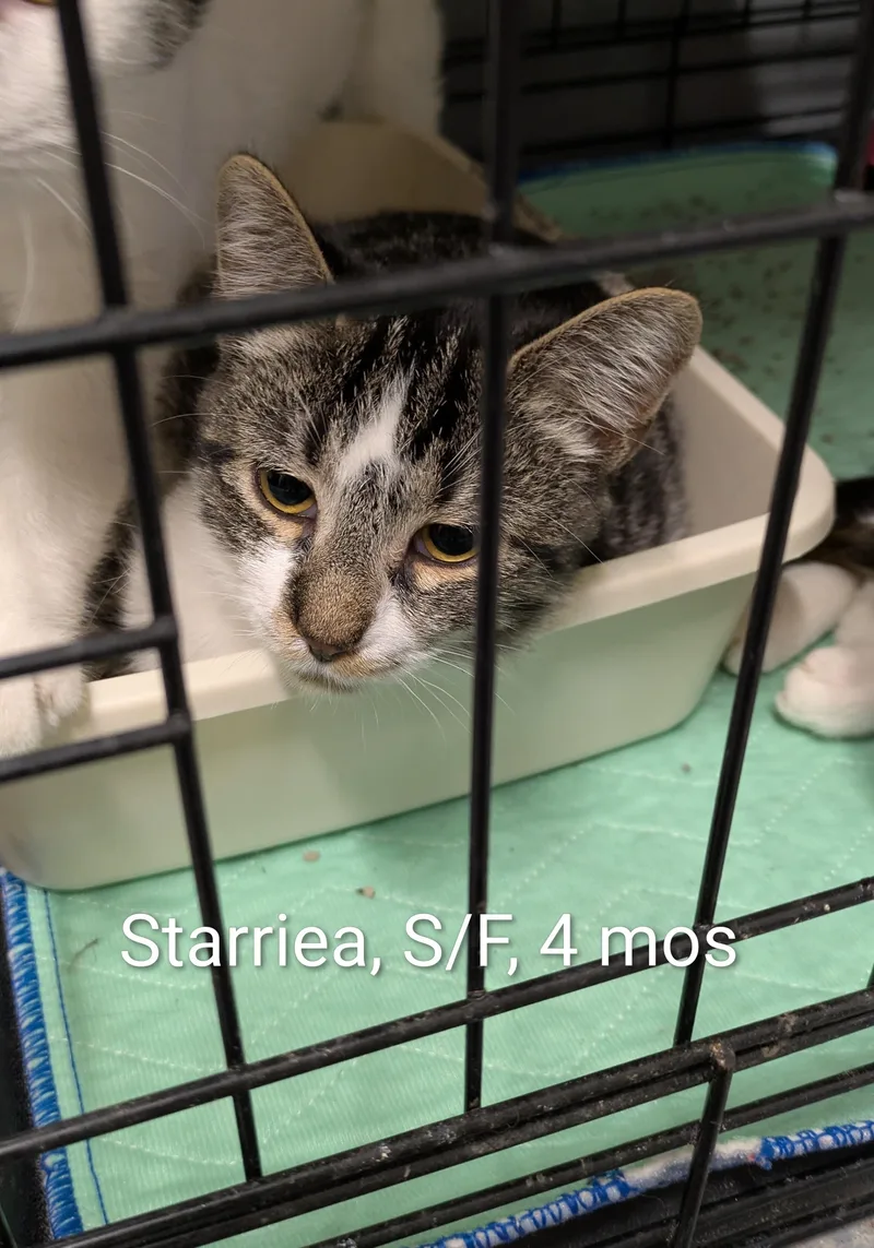 A young small-sized female Tabby (Brown / Chocolate) Domestic Short Hair cat named Starriea for adoption in Bedford, VA