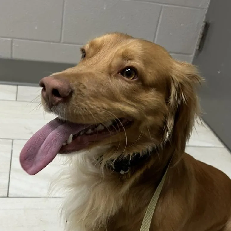 An adult medium-sized male Golden Cocker Spaniel dog named Rojo for adoption in Lufkin, TX