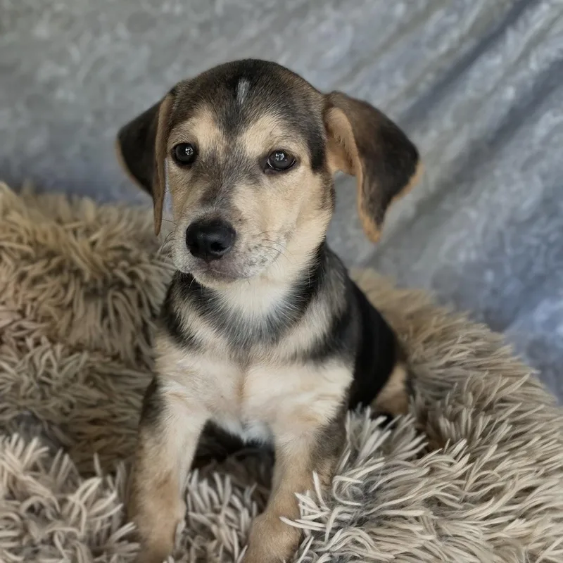 A baby medium-sized male Black Dachshund dog named Preston for adoption in Cleveland, TX