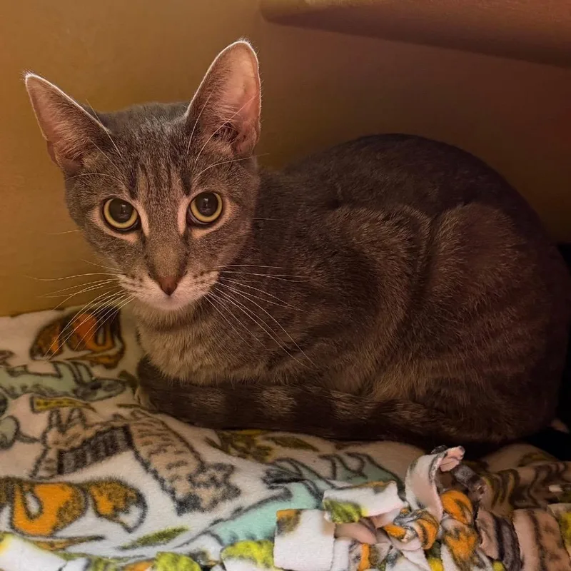 An adult medium-sized male Gray / Blue / Silver Domestic Short Hair cat named Grayson for adoption in Wheeling, IL