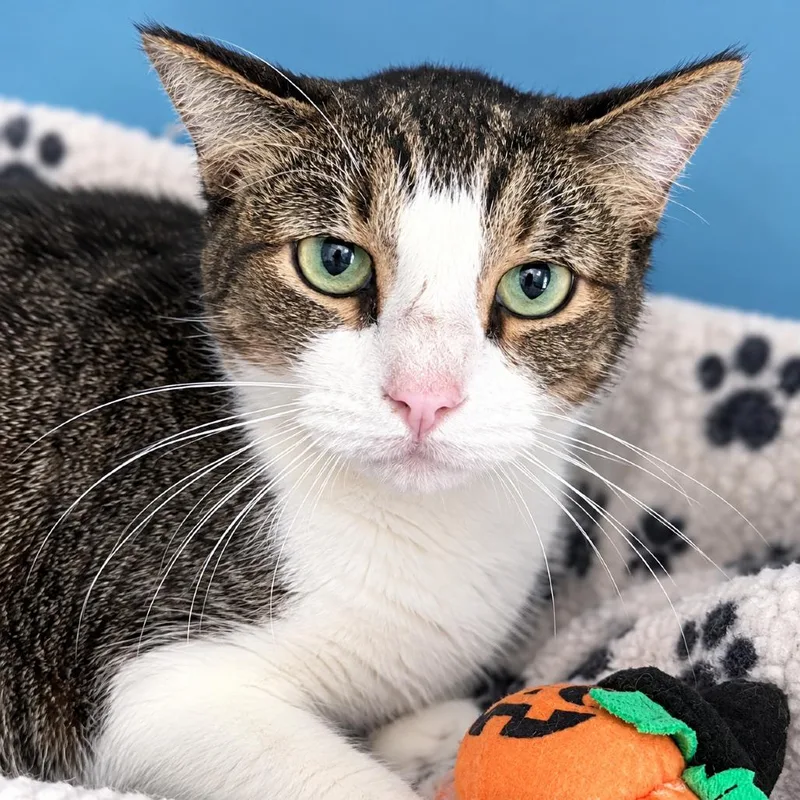 An adult small-sized male American Shorthair cat named Finnigan for adoption in Sarasota, FL