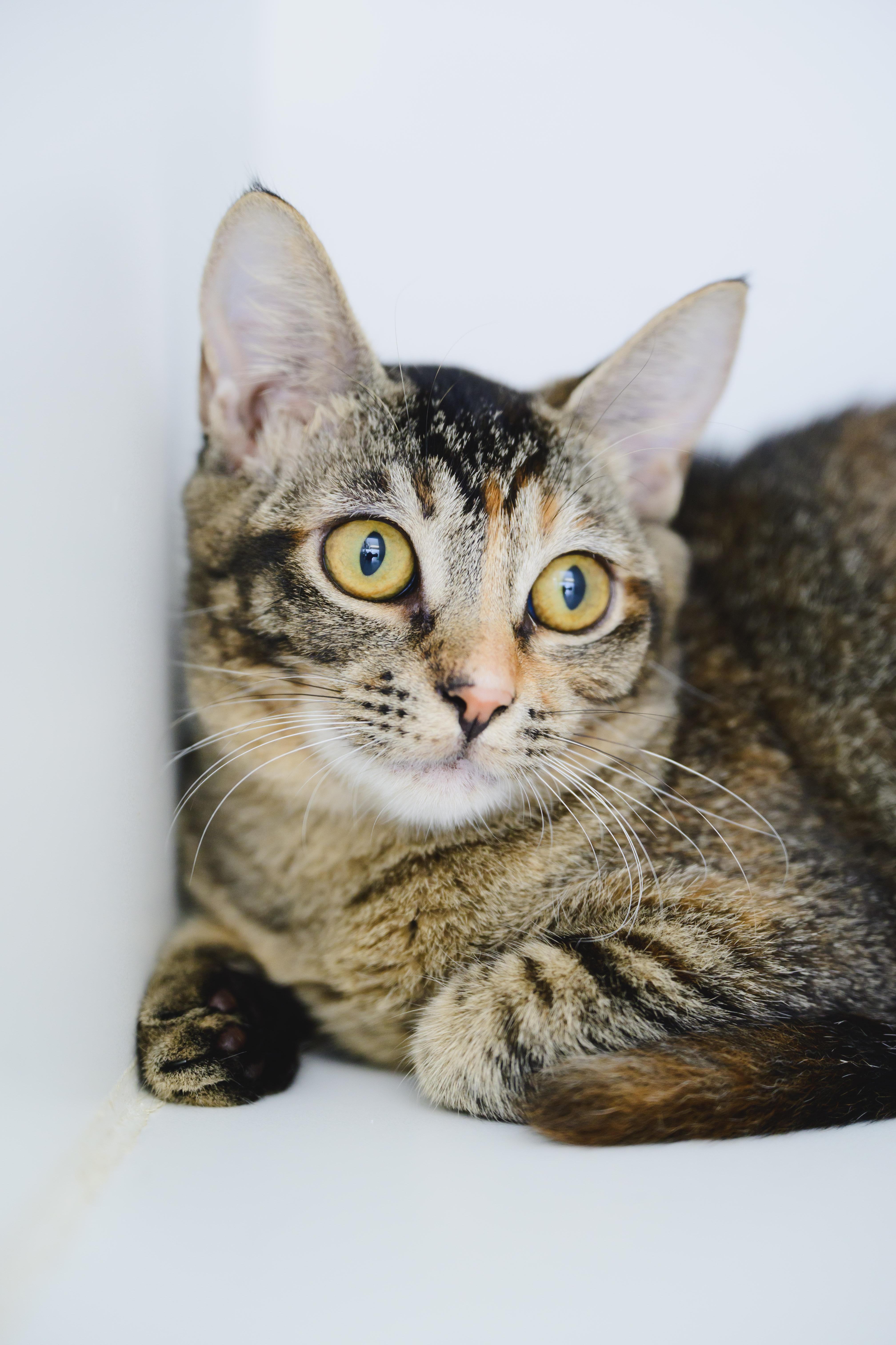 A baby small-sized female Domestic Short Hair cat named Firefly for adoption in Honolulu, HI