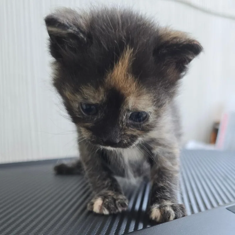 A baby small-sized female Tortoiseshell Domestic Short Hair cat named Twinklebean for adoption in East Hanover, NJ