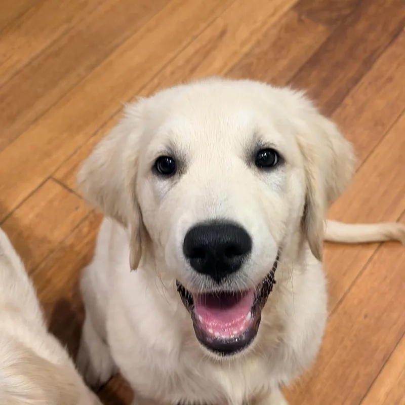 A young large-sized male Golden Retriever dog named Lucky for adoption in Cincinnati, OH