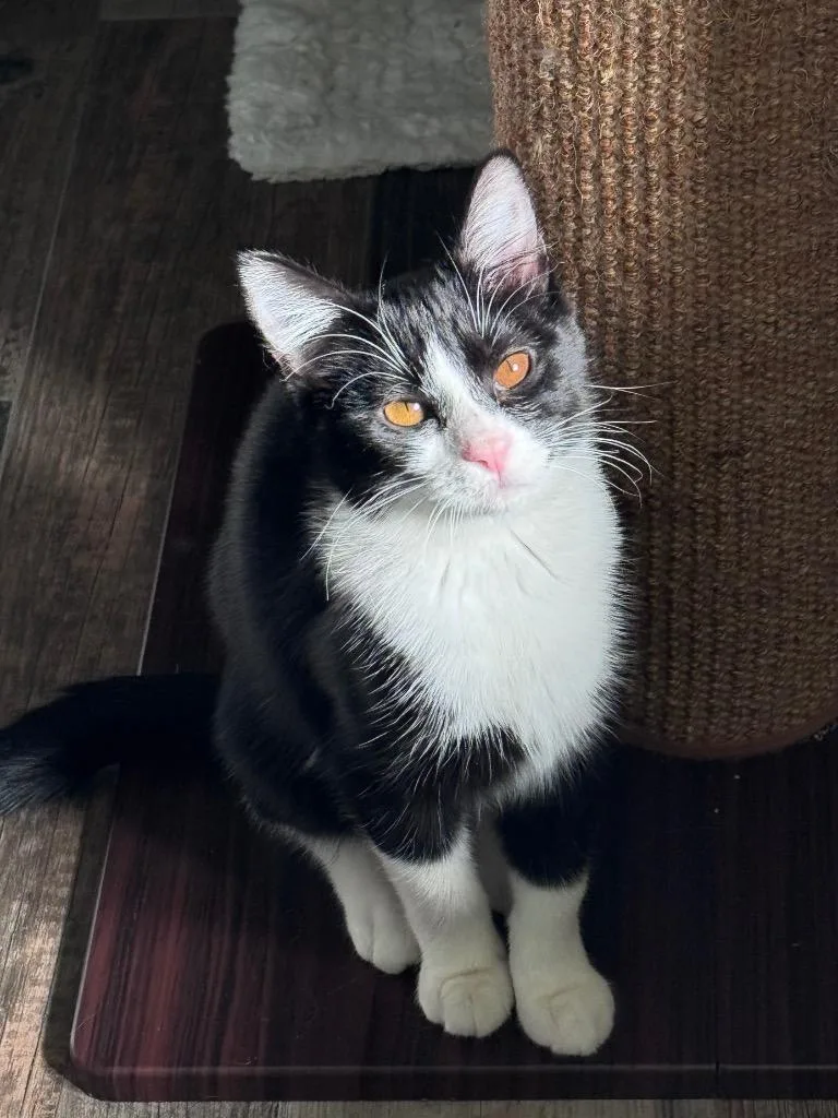 A baby small-sized female Domestic Short Hair cat named Bella for adoption in Stillwater, OK