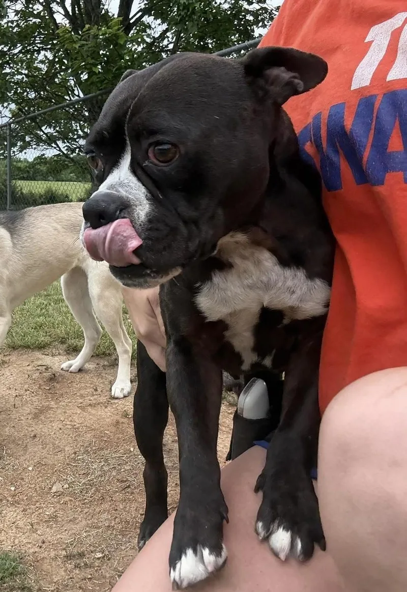 A young medium-sized male Boston Terrier dog named Batman for adoption in Maryville, TN