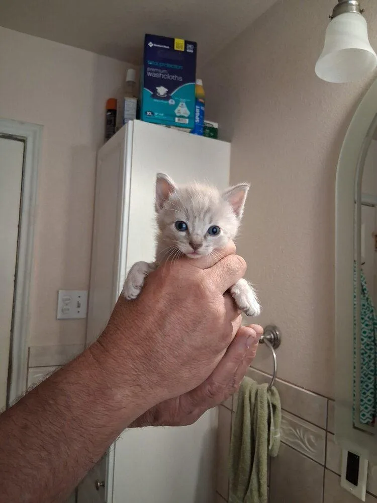 A baby small-sized female Siamese cat named Curly for adoption in Austin, TX