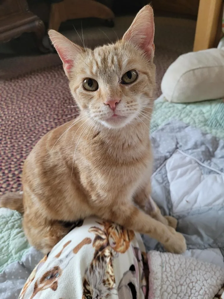 Nala thumbnail 2