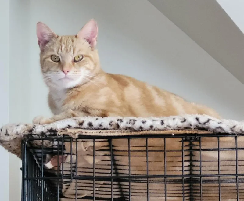 Nala thumbnail 3