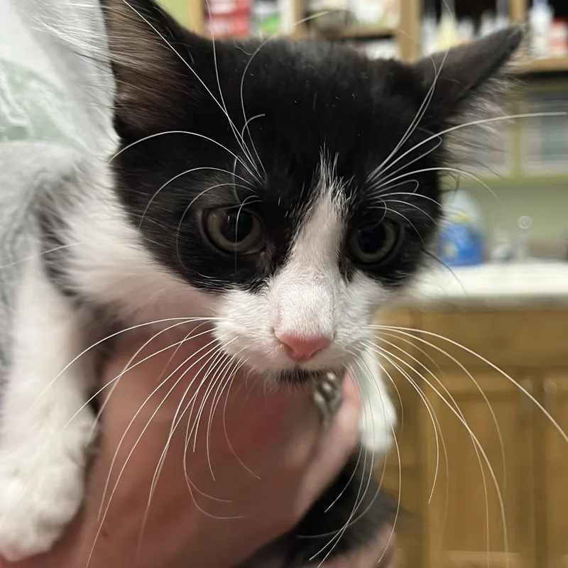 A baby small-sized male Black Domestic Short Hair cat named Mr. Bubbles for adoption in Kyle, TX