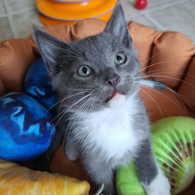 A baby small-sized male Gray / Blue / Silver Domestic Short Hair cat named Haze for adoption in Chattanooga, TN