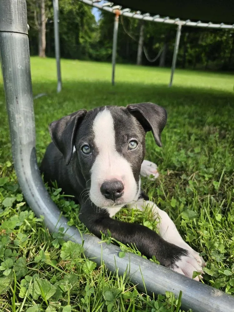 A baby small-sized male Tricolor (Brown, Black, & White) Beagle dog named Ace for adoption in Amherst, NY