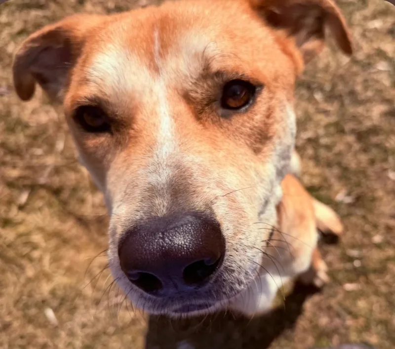 An adult medium-sized male Labrador Retriever dog named Clyde for adoption in Clinton, ME
