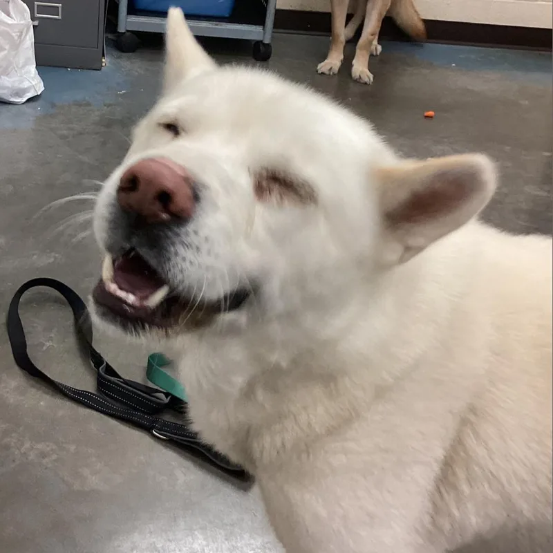 An adult large-sized male White / Cream Mixed Breed dog named Marvelous for adoption in Memphis, TN