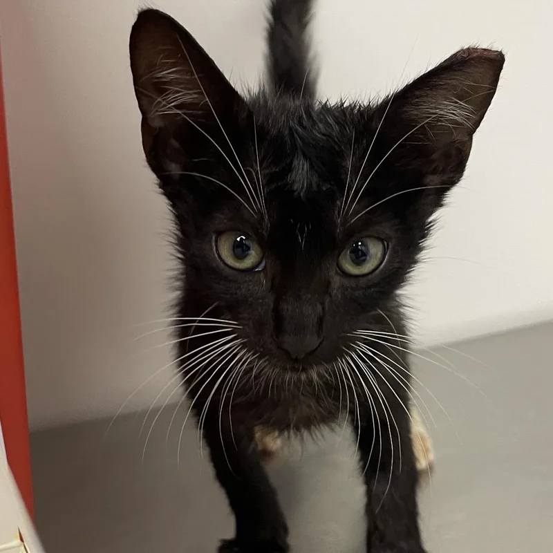 A baby small-sized male Domestic Short Hair cat named Liam for adoption in Hattiesburg, MS
