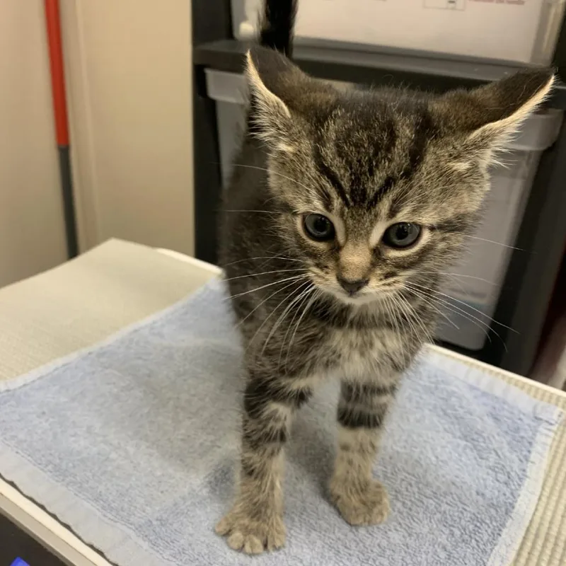 A baby small-sized male Black Domestic Short Hair cat named Tempura for adoption in Morganton, NC