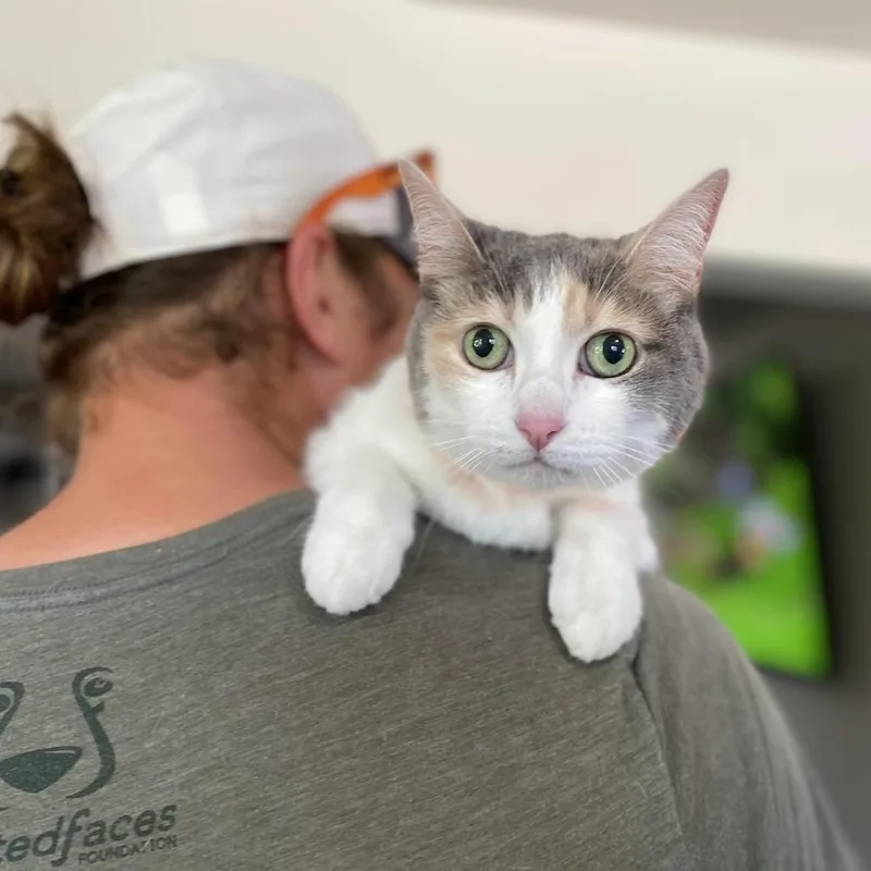 A senior medium-sized female White Domestic Short Hair cat named Kali for adoption in Ramona, CA