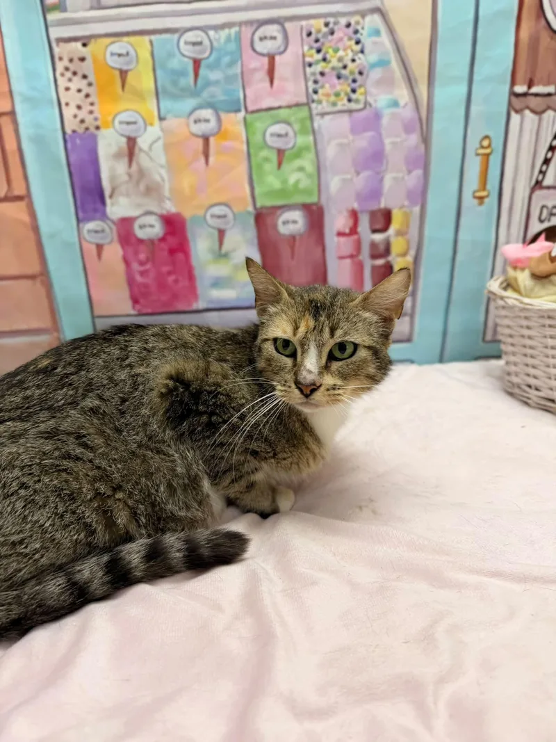 An adult medium-sized female Tabby (Brown / Chocolate) Domestic Short Hair cat named Carla for adoption in Statesboro, GA