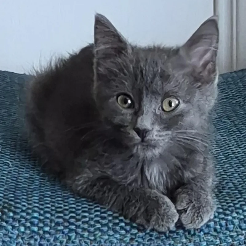 A baby small-sized female Gray / Blue / Silver Domestic Short Hair cat named Ash Hunt for adoption in Morrison, CO