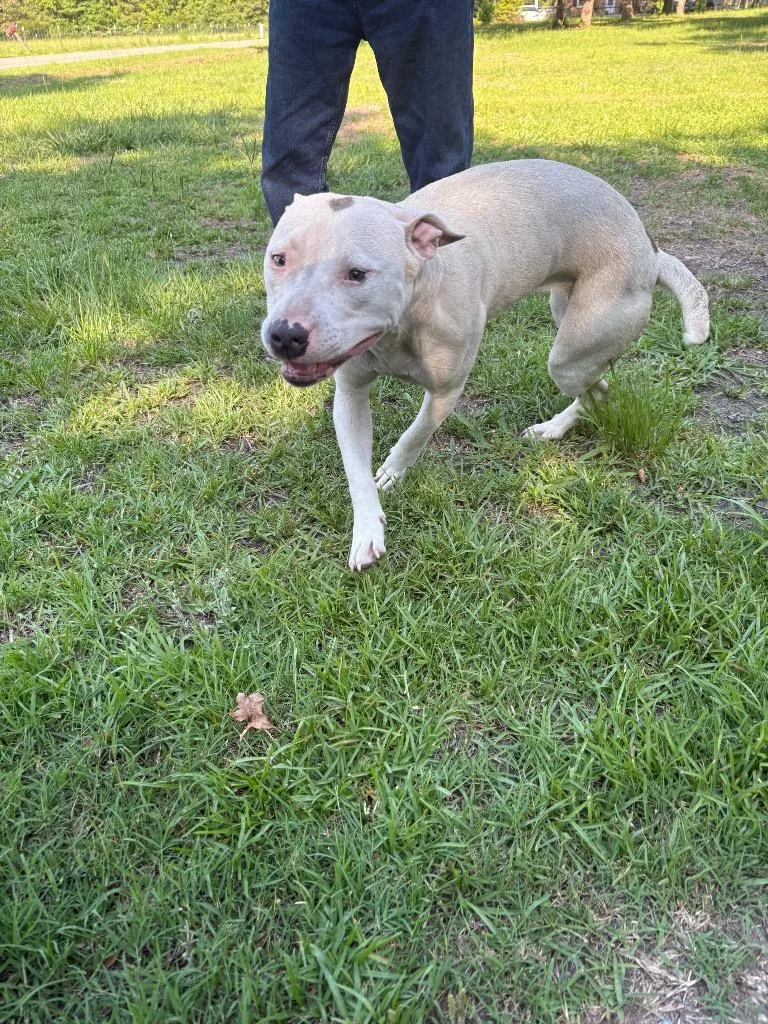 An adult medium-sized female Pit Bull Terrier dog named Sassy for adoption in Effingham, SC