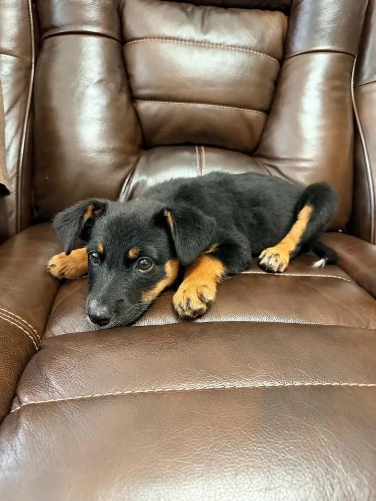 A baby small-sized male Brown / Chocolate German Pinscher dog named Browny's Station: Oreo for adoption in Dallas, TX