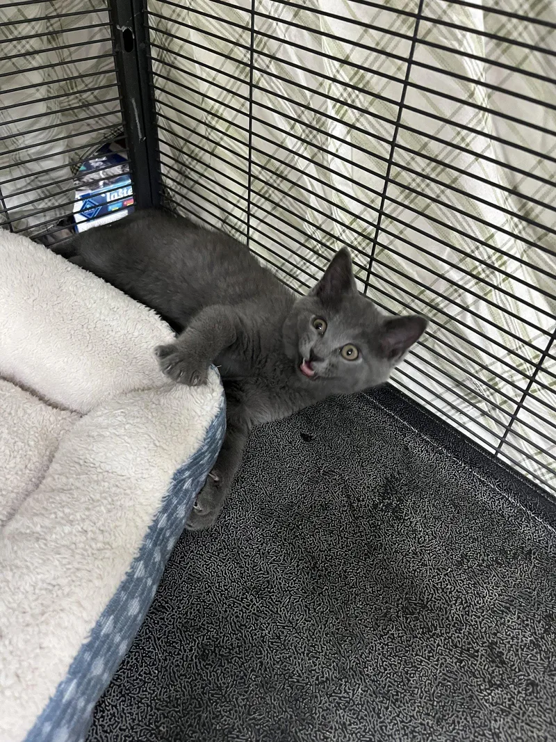 A young medium-sized male Gray / Blue / Silver Domestic Short Hair cat named Mouse for adoption in Aurora, CO