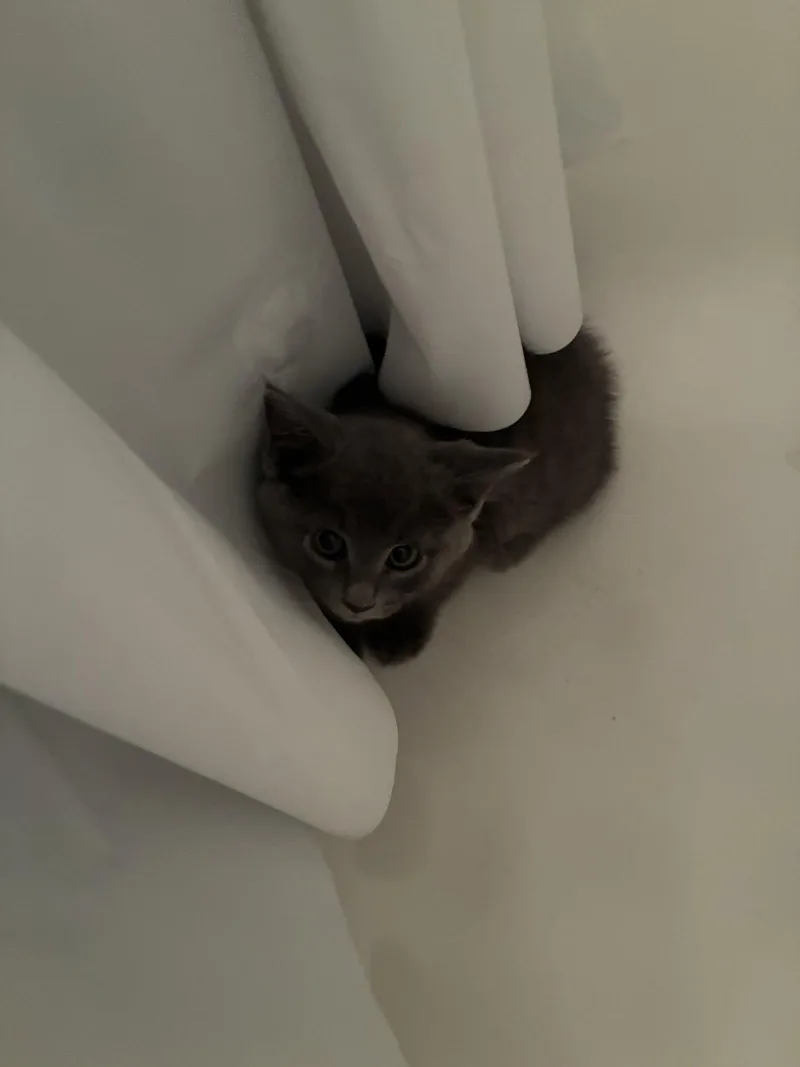 Mouse thumbnail 2