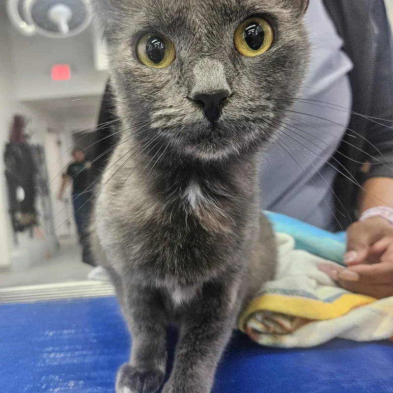 A young medium-sized female Domestic Short Hair cat named Peach for adoption in Marina del Rey, CA