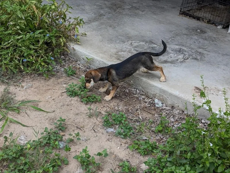 A baby medium-sized male Tricolor (Brown, Black, & White) Dachshund dog named Skeeter for adoption in Mission, TX