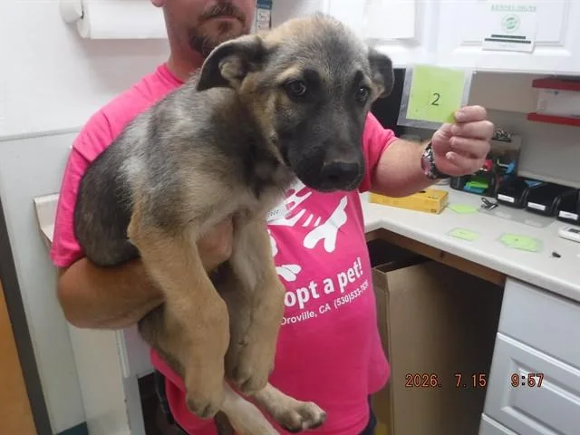 A baby small-sized male Belgian Shepherd / Malinois dog named Ronan for adoption in Oroville, CA