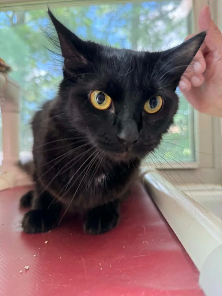 A young medium-sized female Domestic Short Hair cat named Eevie for adoption in Marion, OH