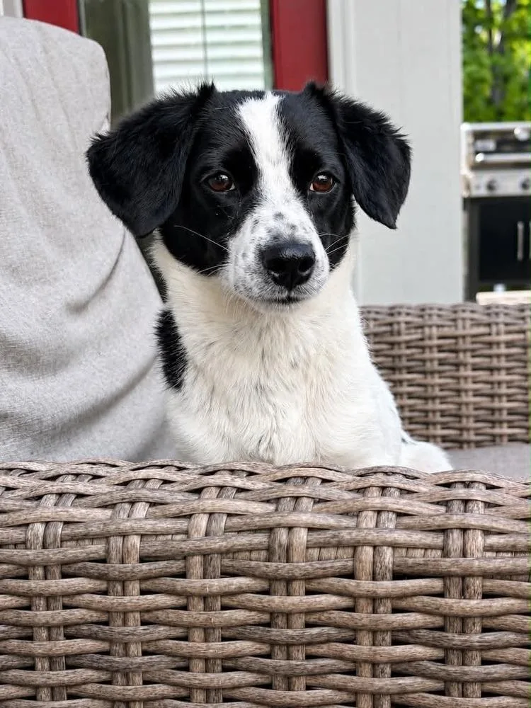 Dottie