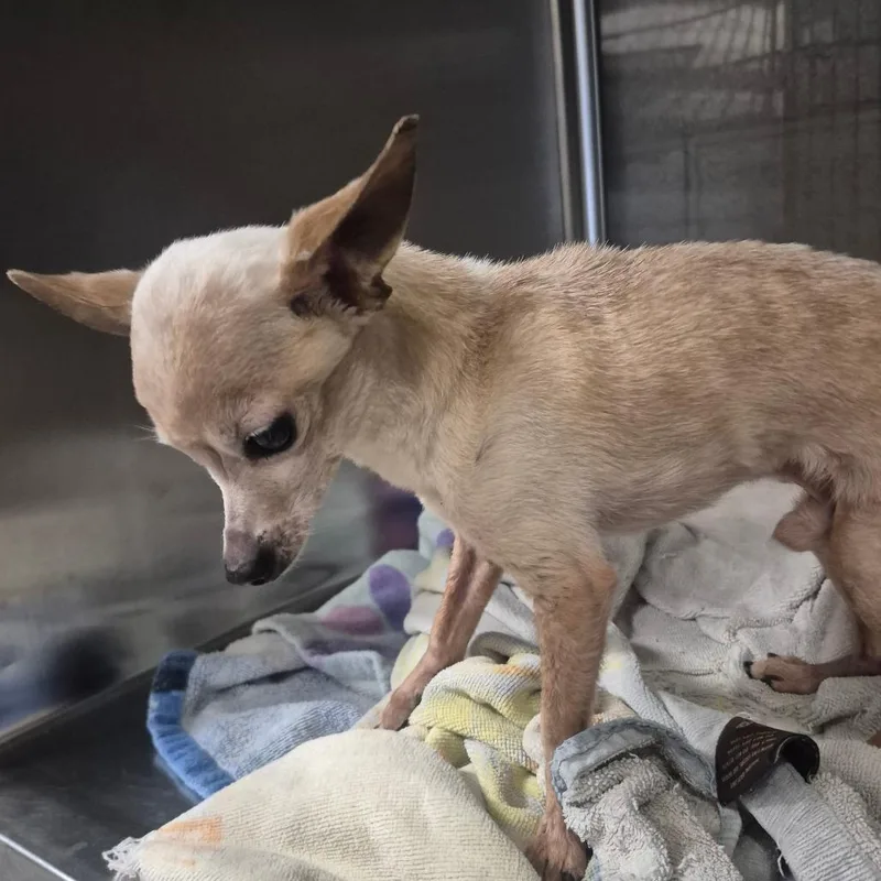 A senior small-sized male Yellow / Tan / Blond / Fawn Chihuahua dog named Thaddeus for adoption in Yuma, AZ