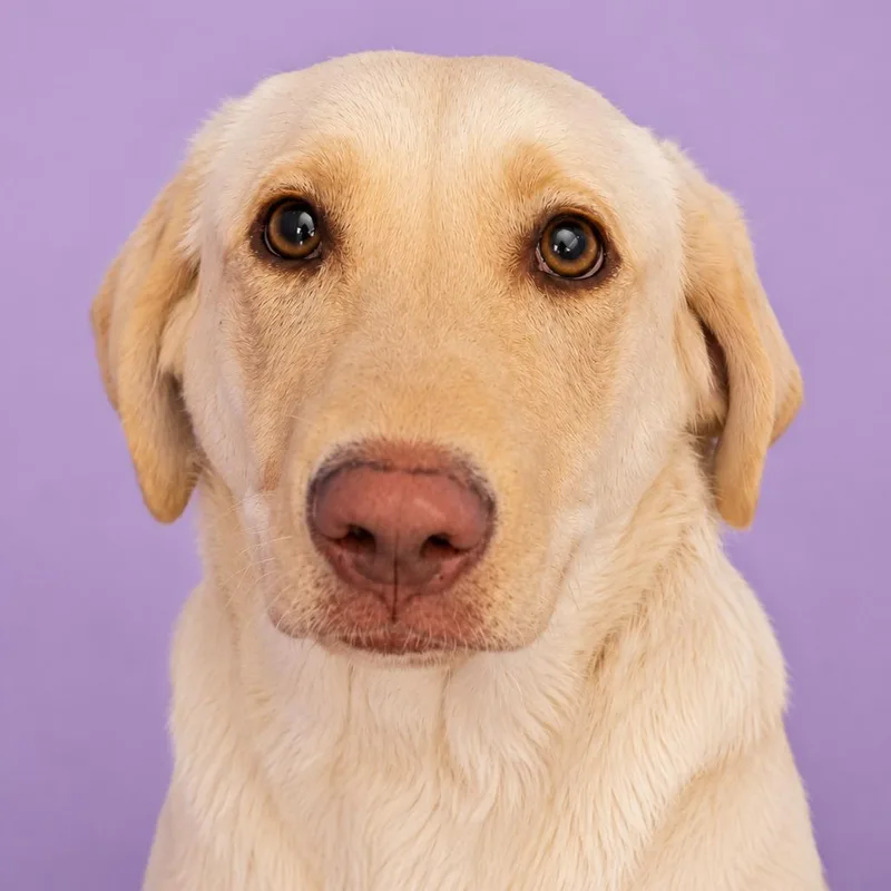 A young medium-sized female Yellow / Tan / Blond / Fawn Labrador Retriever dog named Sweet Caroline for adoption in Pulaski, TN
